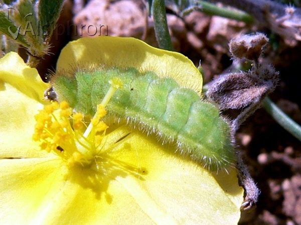 Polyommatus icarus