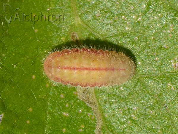 Aricia agestis