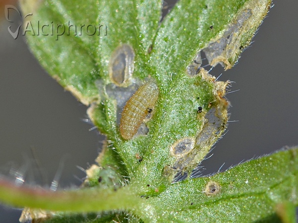 Aricia agestis