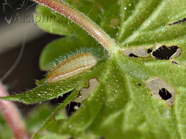 Aricia agestis