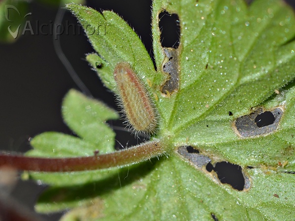 Aricia agestis