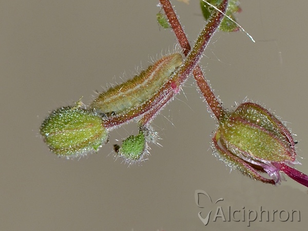 Aricia agestis