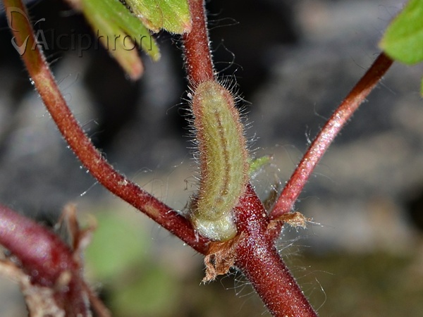 Aricia agestis
