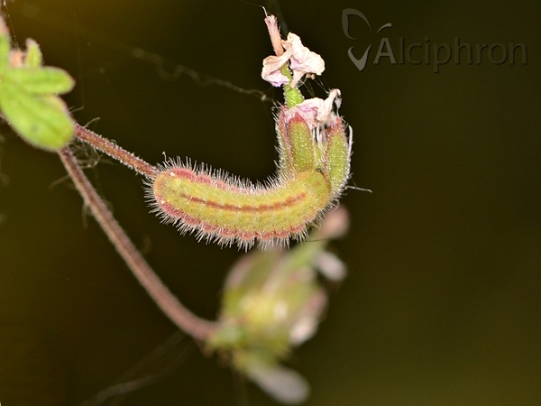 Aricia agestis