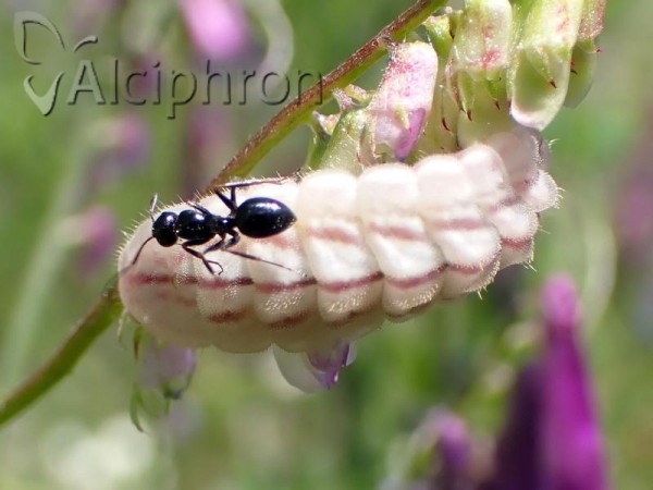 Glaucopsyche alexis
