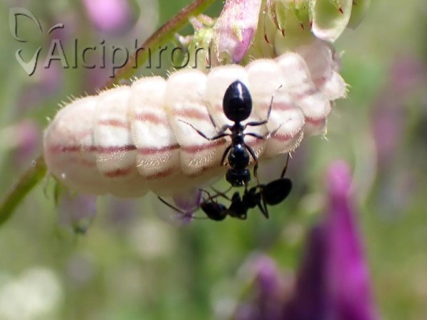 Glaucopsyche alexis