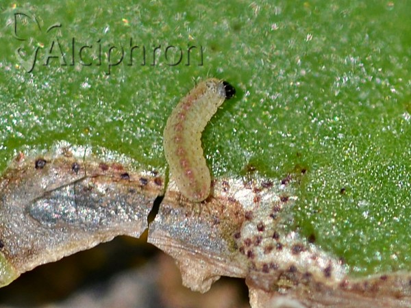 Scolitantides orion