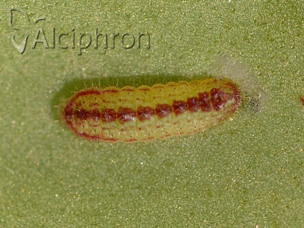 Scolitantides orion