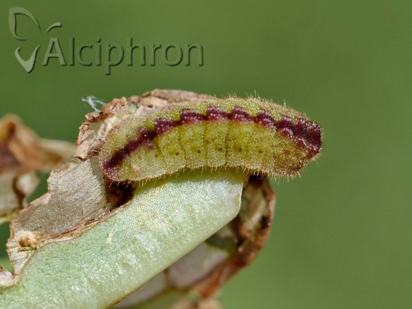 Scolitantides orion
