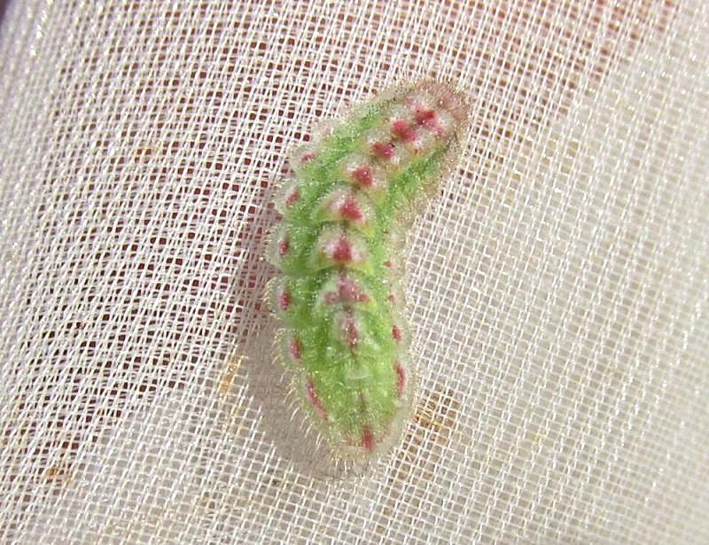 Pseudophilotes vicrama