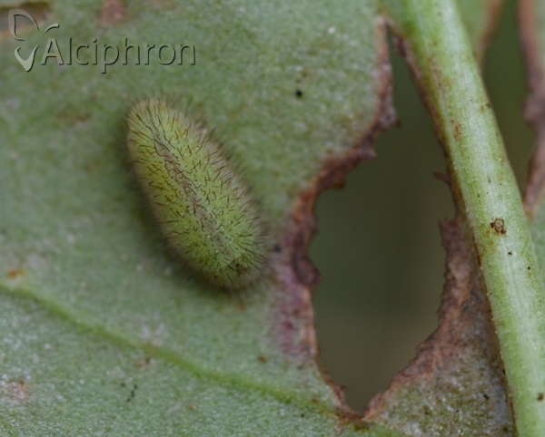 Lycaena phlaeas