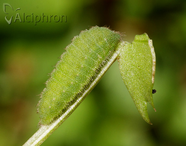 Lycaena alciphron