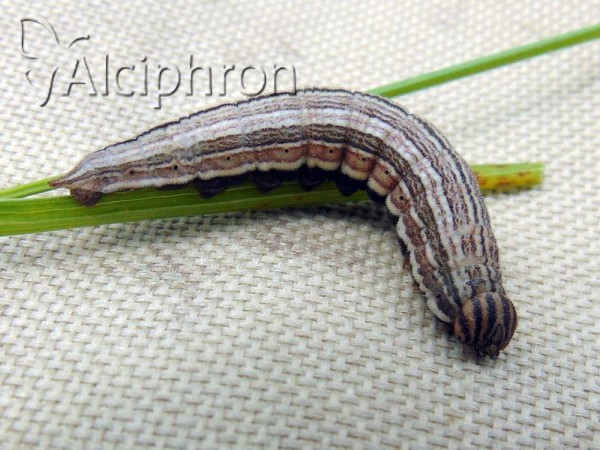 Satyrus ferula