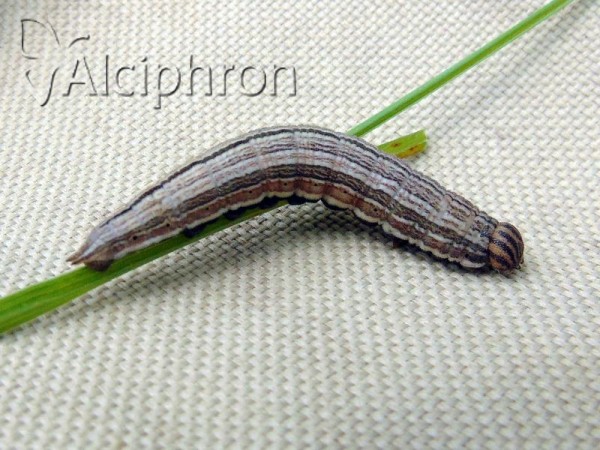 Satyrus ferula