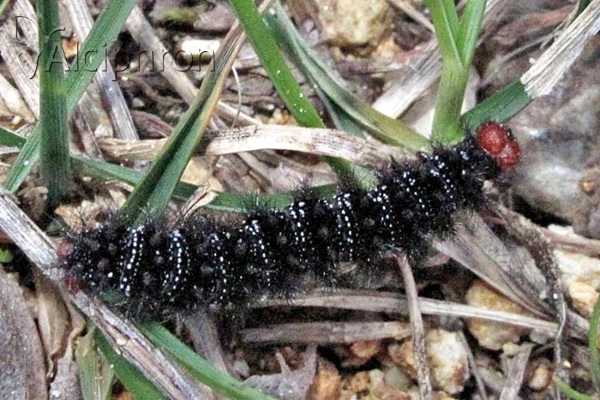Melitaea cinxia