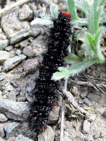 Melitaea cinxia