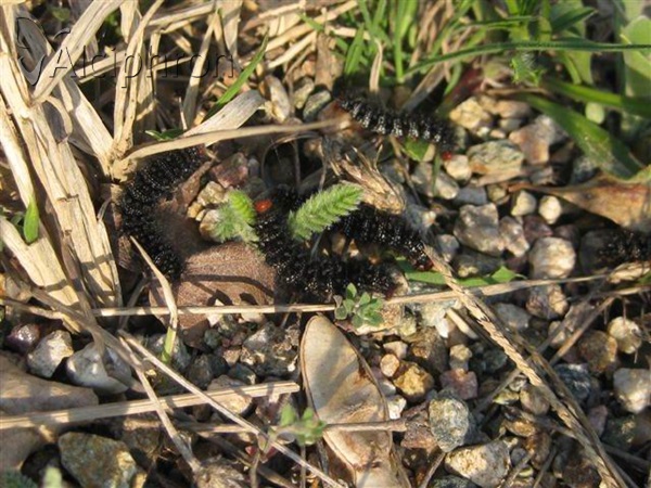 Melitaea cinxia