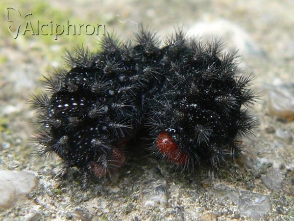 Melitaea cinxia