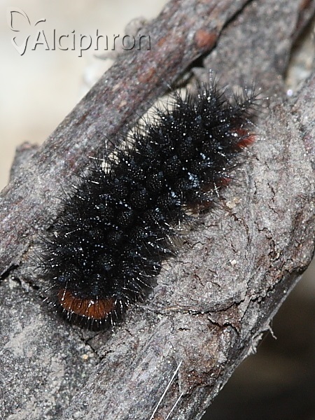 Melitaea cinxia
