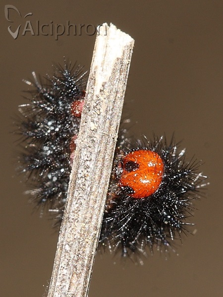 Melitaea cinxia