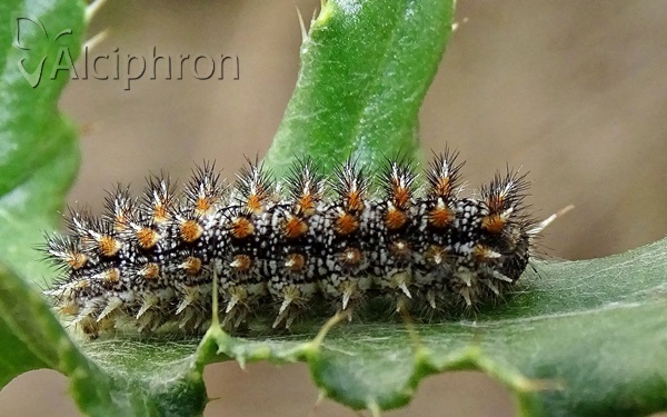 Melitaea phoebe