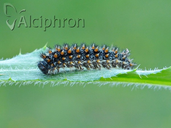 Melitaea phoebe