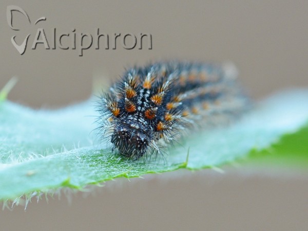 Melitaea phoebe