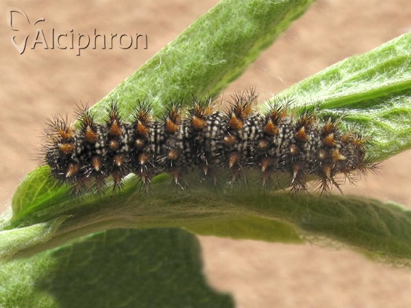 Melitaea phoebe