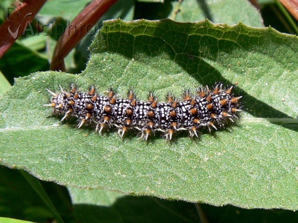 Melitaea phoebe