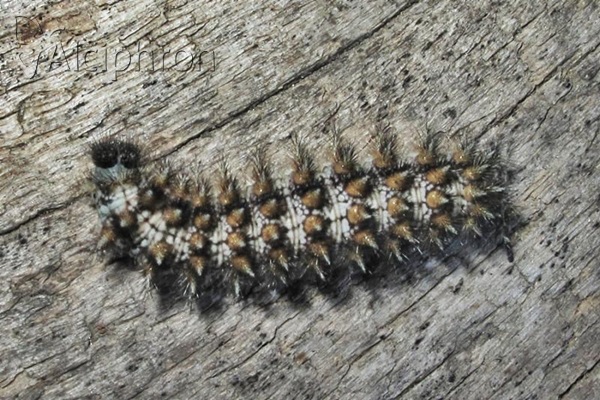 Melitaea phoebe