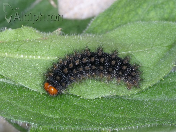 Melitaea ornata