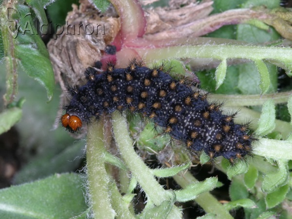 Melitaea ornata