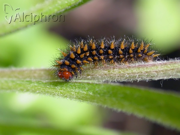 Melitaea ornata
