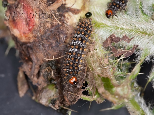 Melitaea ornata