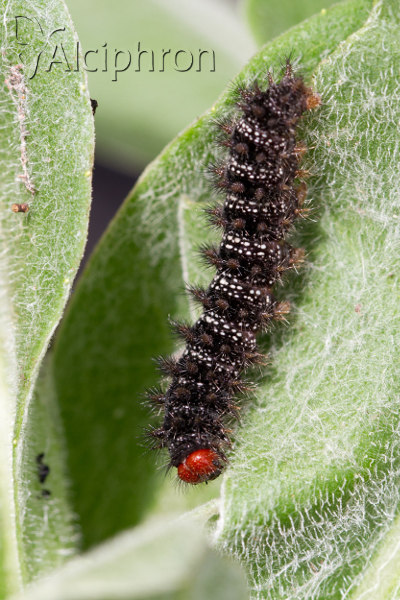 Melitaea ornata