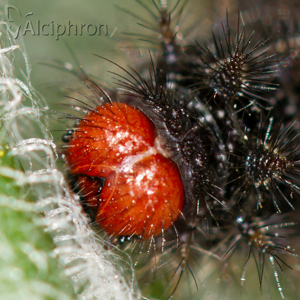 Melitaea ornata