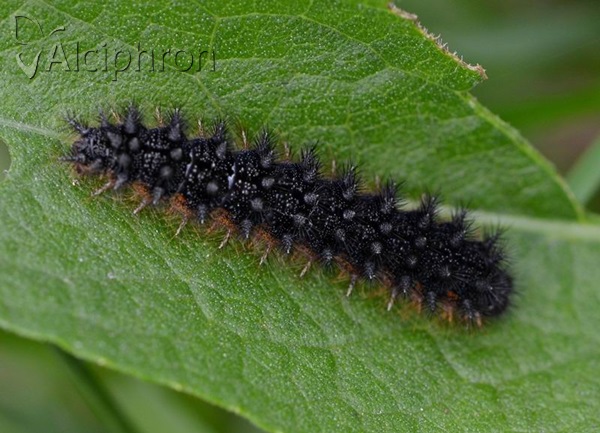 Melitaea arduinna