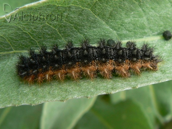 Melitaea arduinna