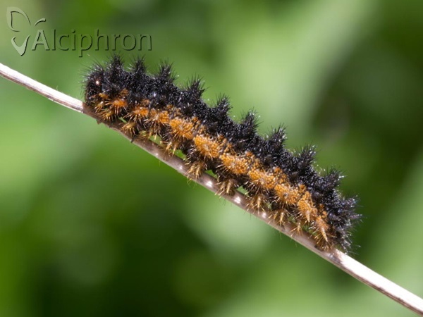 Melitaea arduinna