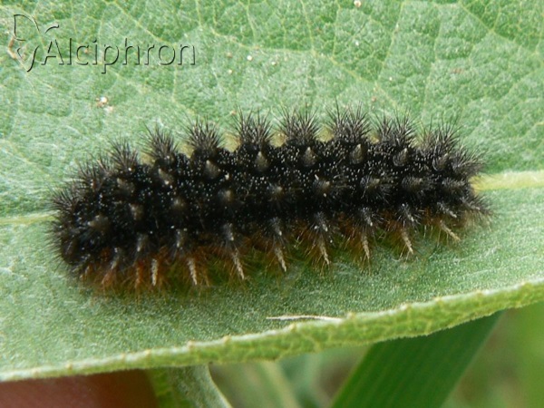 Melitaea arduinna