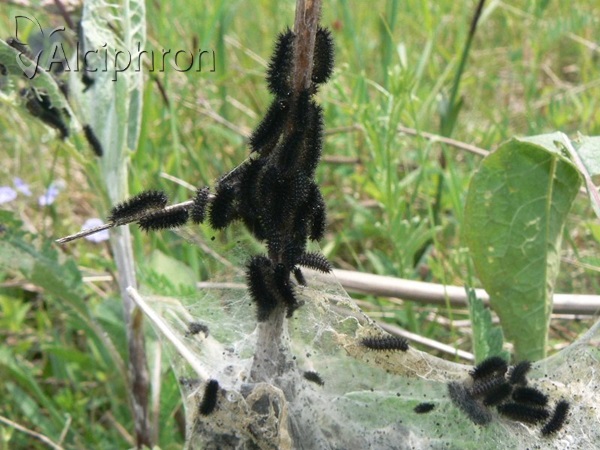Melitaea arduinna