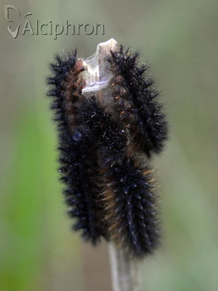 Melitaea arduinna