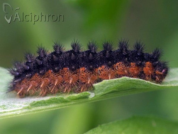 Melitaea arduinna