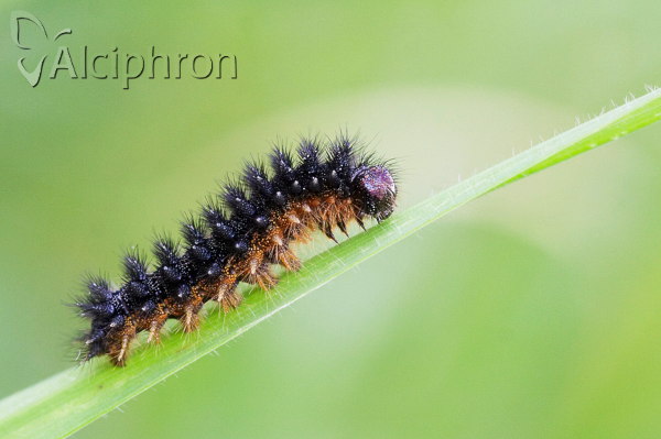 Melitaea arduinna