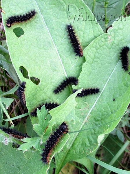 Melitaea arduinna