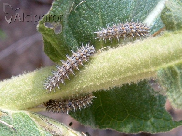 Melitaea trivia