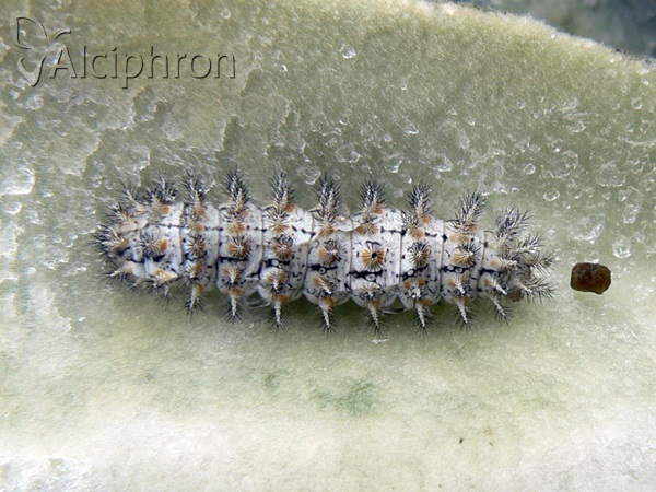 Melitaea trivia