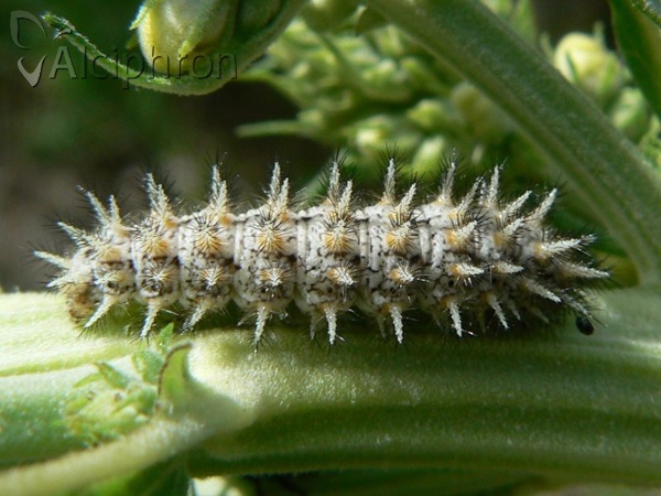 Melitaea trivia