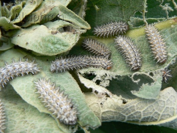 Melitaea trivia