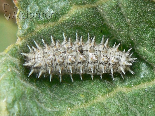 Melitaea trivia